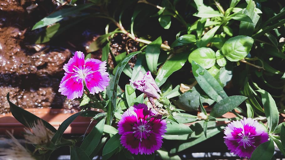 flowering plant, freshness, vulnerability, fragility, beauty in nature HD wallpaper