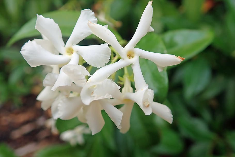 spring, flowers, white, blossom, garden, beauty in nature, flowering plant HD wallpaper