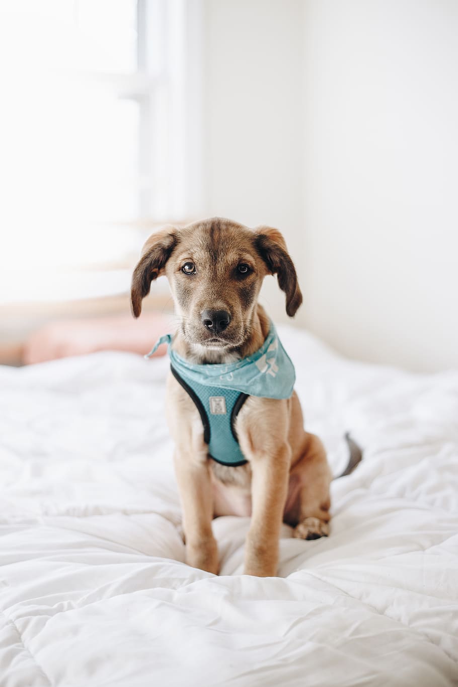 brown puppy on bed, one animal, dog, canine, pets, domestic, mammal HD wallpaper