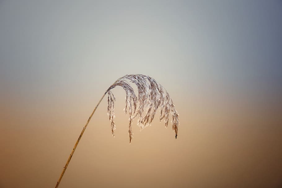 icy, cold, winter, nature, frozen, ice, wintry, snowy, landscape HD wallpaper