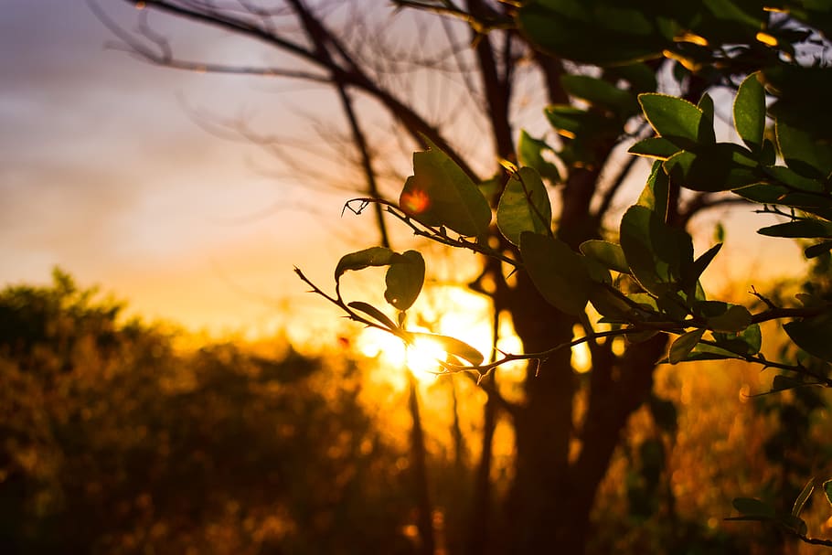 sunset, leaves, sky, landscape, nature, light, dom, spiritual HD wallpaper