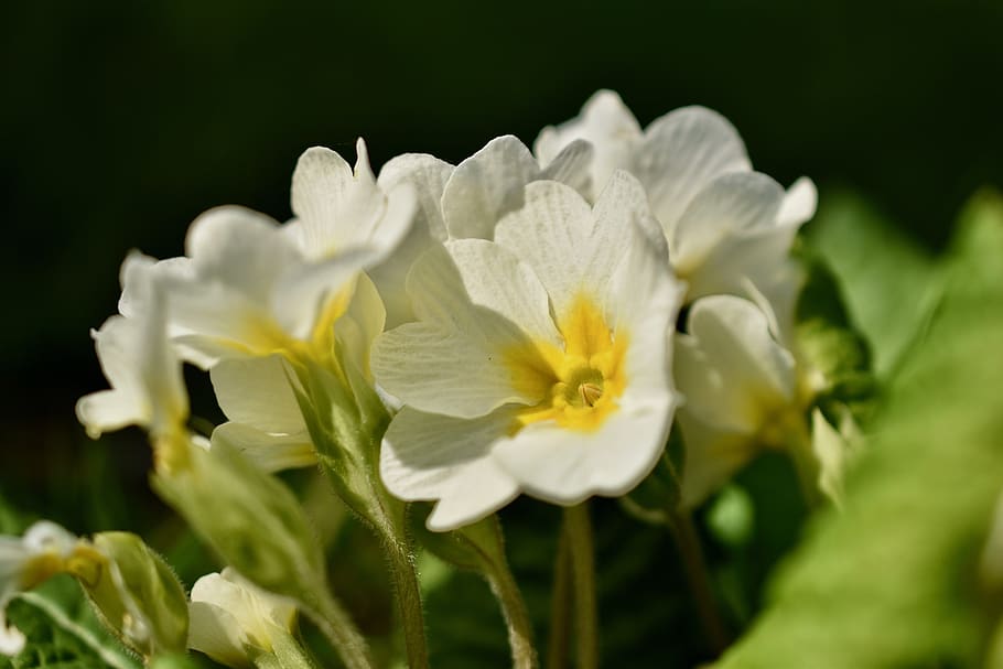 flowers, primrose, spring, plants, nature, primroses, flowering plant HD wallpaper