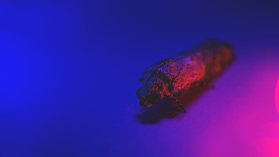 insect, macro, close-up, blue, pink, red, police lol, gradient HD wallpaper