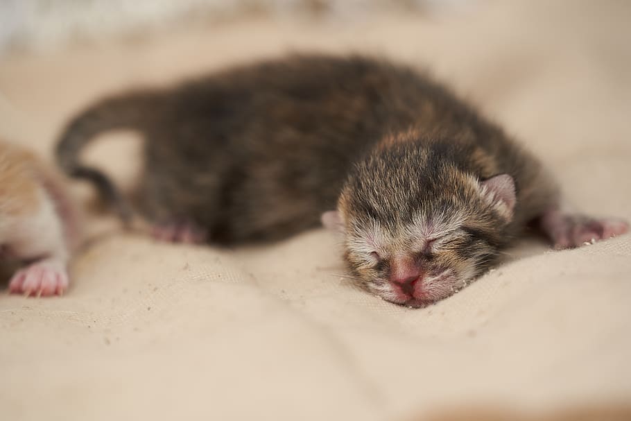 kitten lying on beige clth, animal, pet, mammal, cat, toe, newborn HD wallpaper