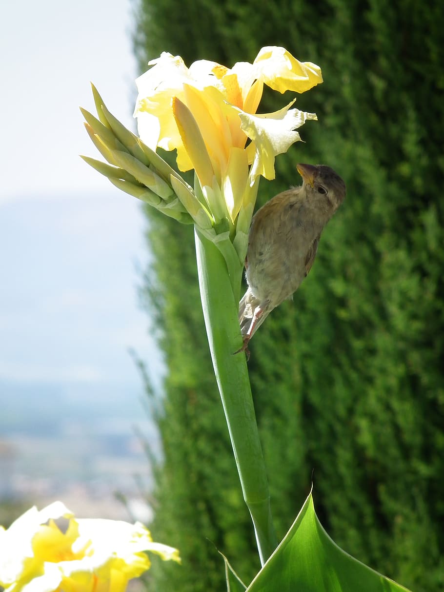 granada, spain, bird, alhambra, flower, andalucia, flowering plant HD wallpaper
