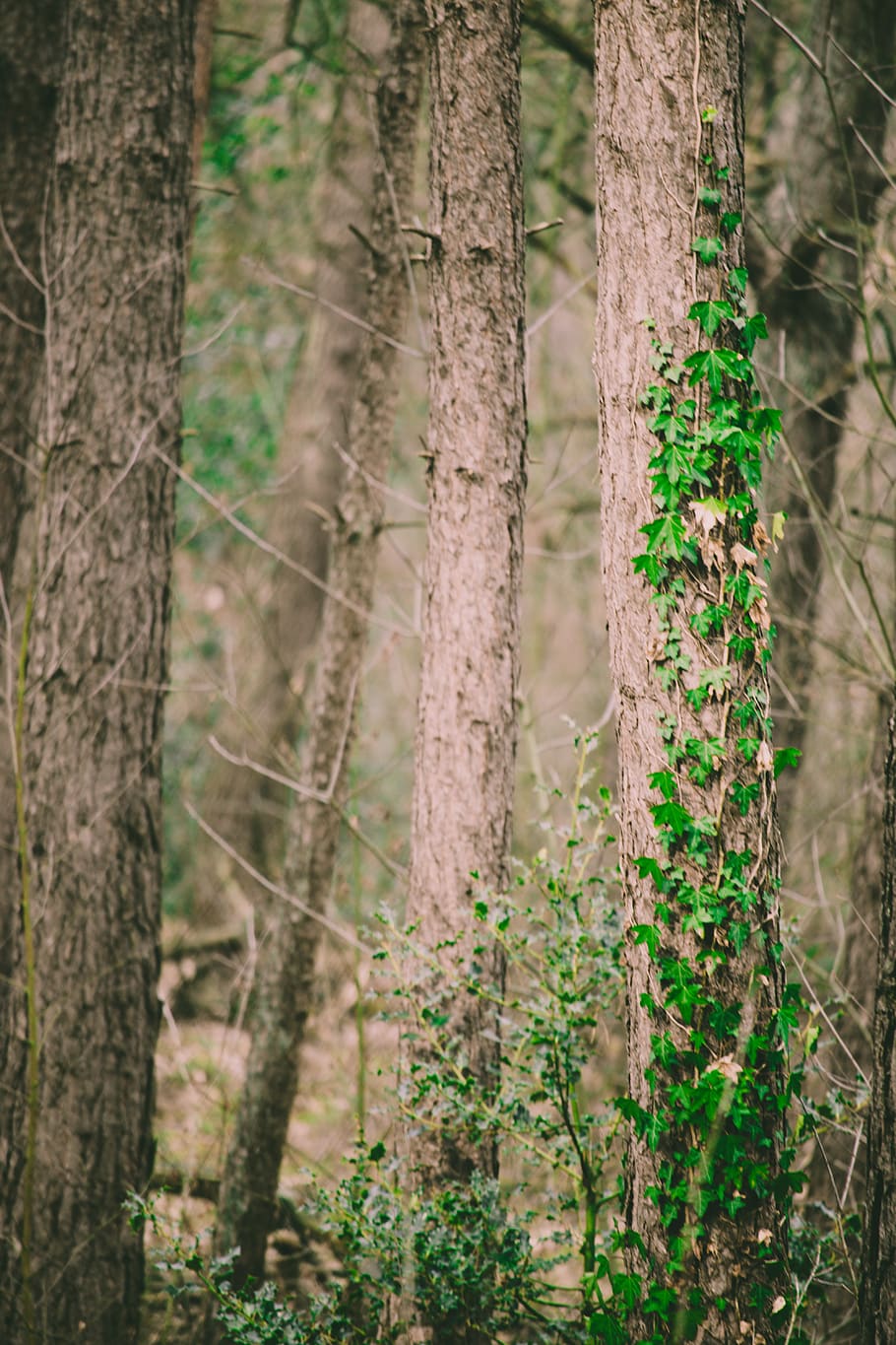plant, tree, eindhoven, nederland, stratumse heide, nature HD wallpaper