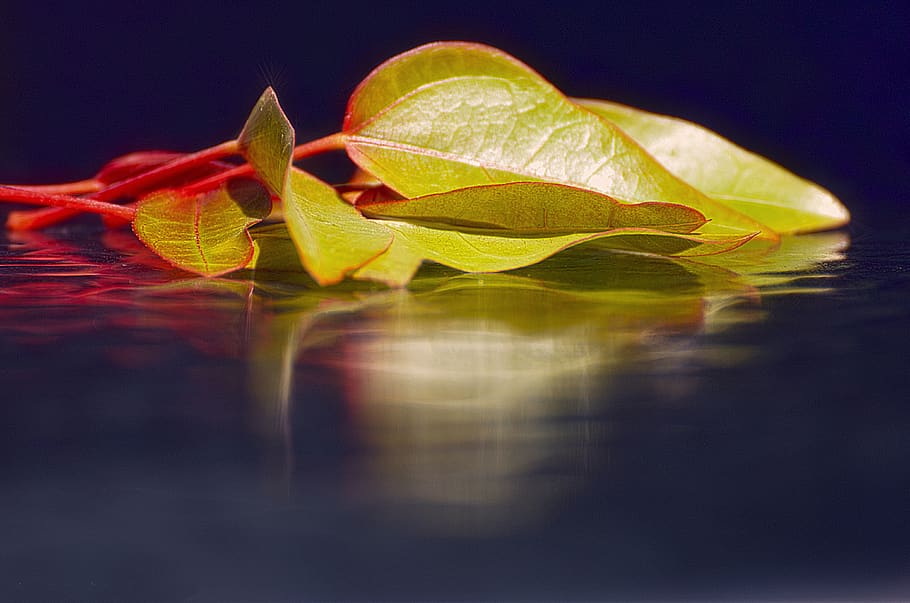 nature, leaf, desktop, flora, color, beautiful, bright, flower HD wallpaper