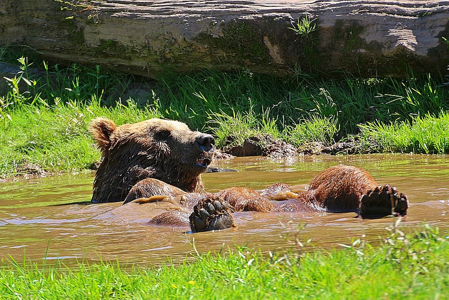 bear, bath, animal, wild, nature, brown, grizzly, park, zoo HD wallpaper