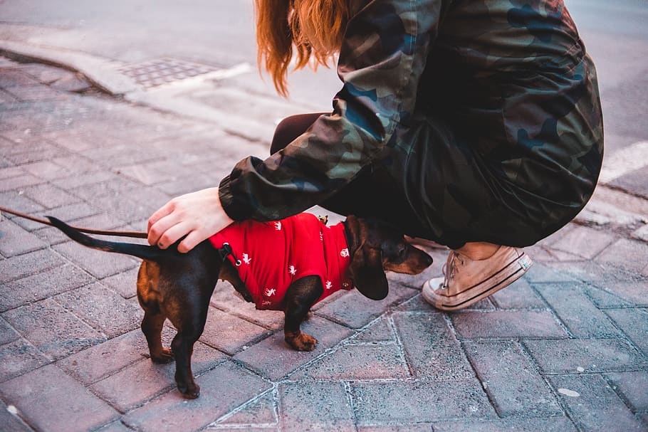 dachshund with red jacket, real people, one animal, dog, mammal HD wallpaper