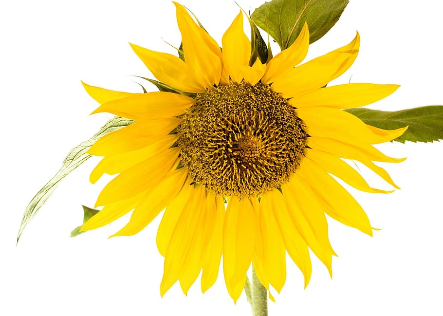 closeup, flower, isolated, leaf, nature, petal, ripe, season HD wallpaper