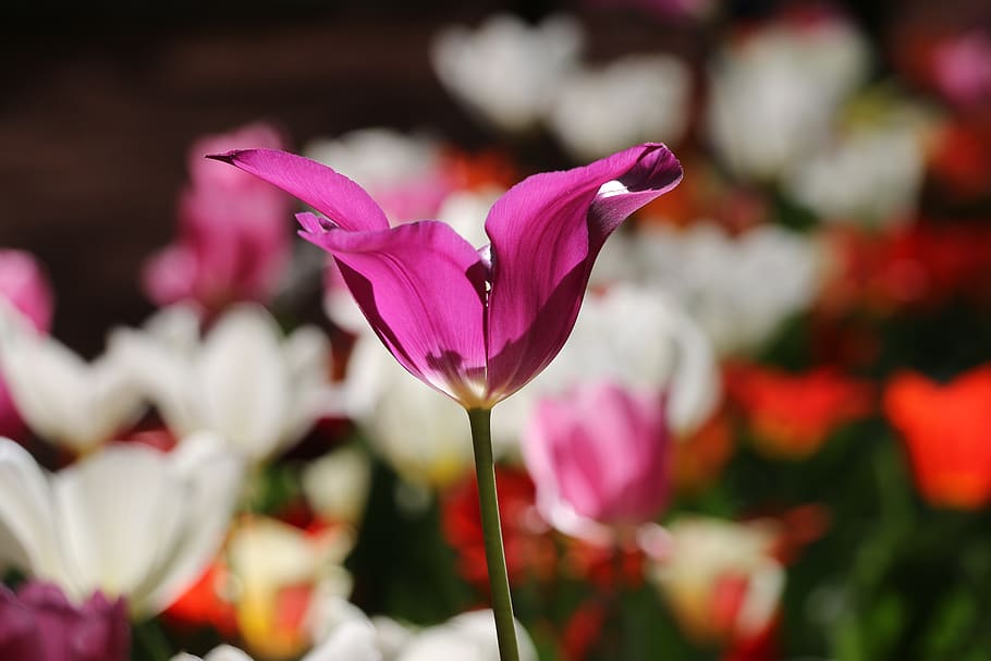 flower, harmony, color, flowering plant, vulnerability, fragility HD wallpaper