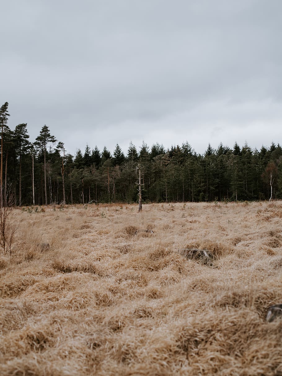 brown grass, tree, plant, fir, abies, conifer, spruce, nature HD wallpaper