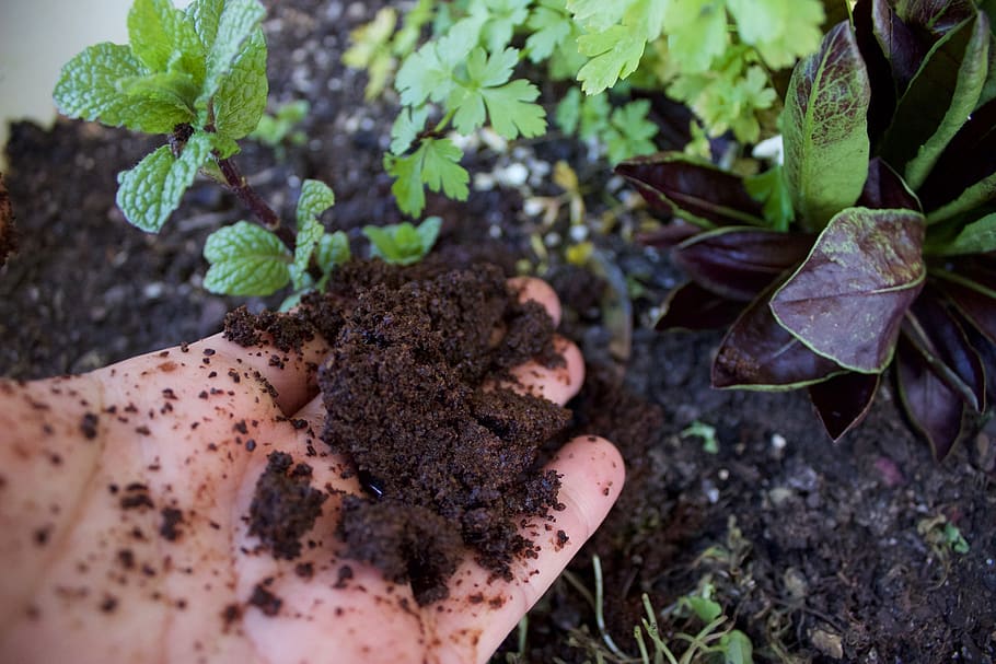 australia, melbourne, dig, hand, dirt, coffee brewing, coffee grounds HD wallpaper