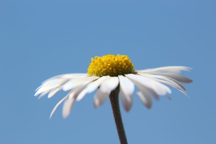 daisy, sky, flower, blue, blossom, bloom, spring, birthday HD wallpaper
