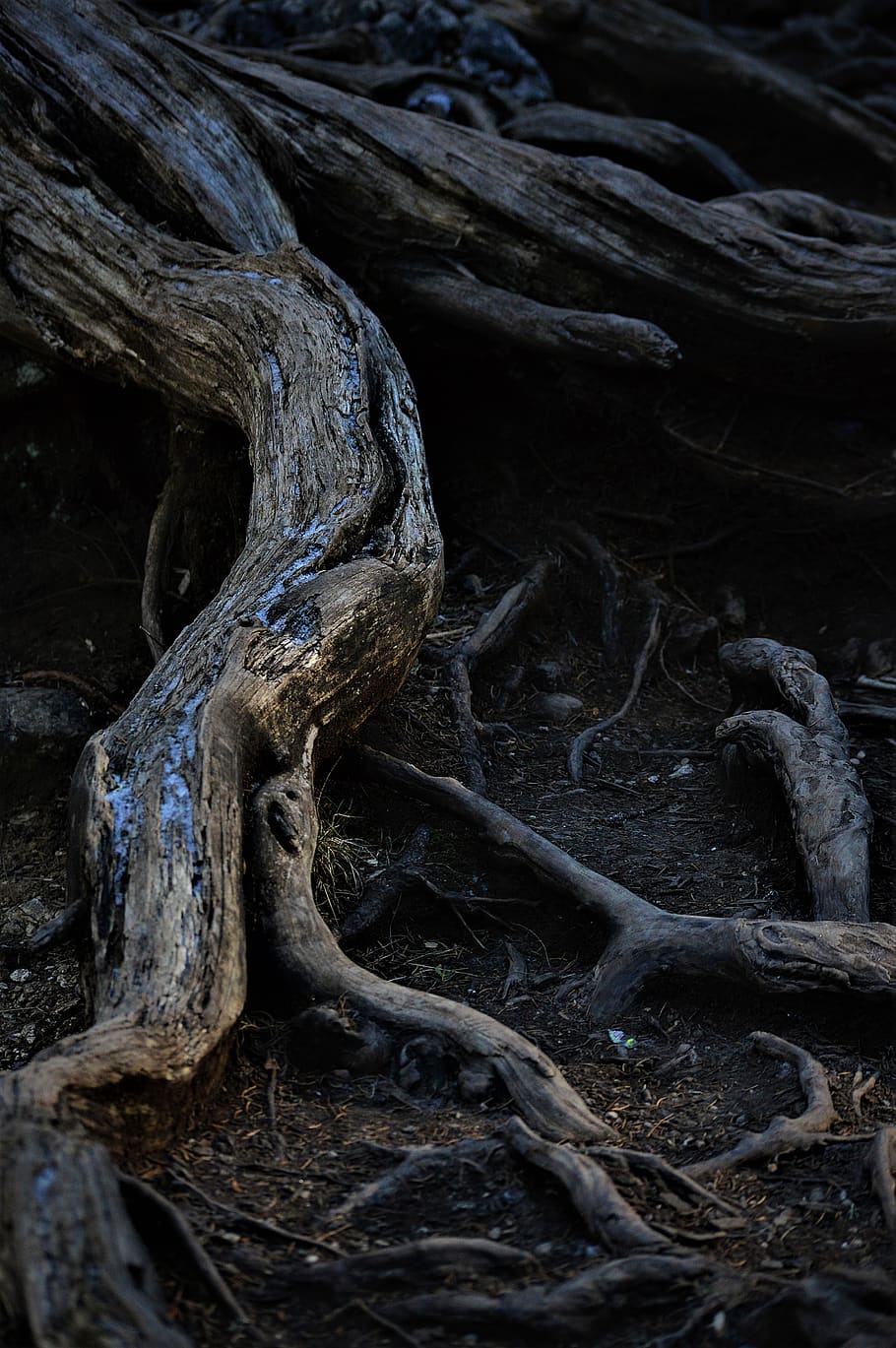 italy, carezza, tree, winter, glace, root, nature, no people HD wallpaper