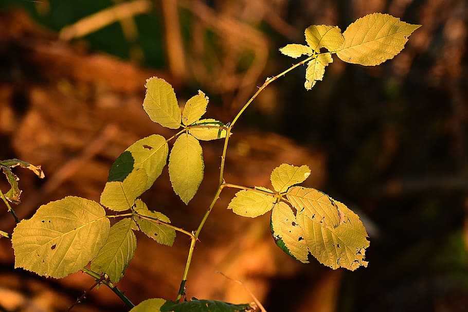 leaf, foliage, twig, bush, autumn color, yellow, vein, pattern HD wallpaper