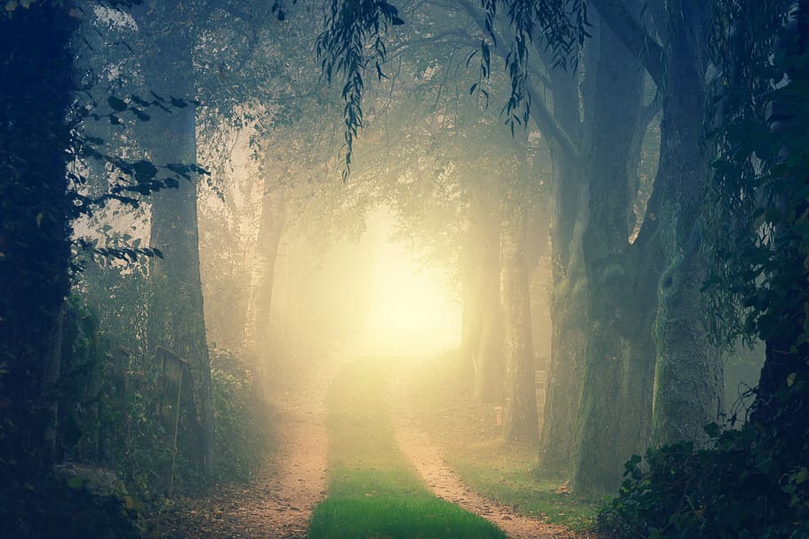 Landscape Photography of Road Between Trees, bright, dawn, daylight HD wallpaper