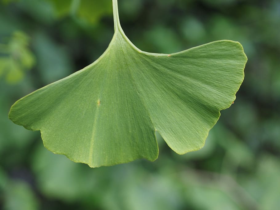leaf, ginko, ginkgo leaf, green, green color, plant part, close-up HD wallpaper