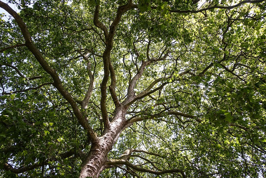 tree, green, spring, summer, sunny, plant, low angle view, branch HD wallpaper