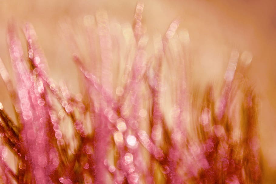 canon, bokeh, colour, nature, no people, plant, pink color HD wallpaper
