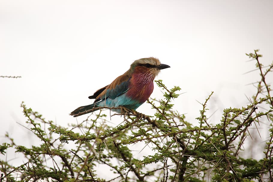 bird, animal themes, vertebrate, animals in the wild, animal wildlife HD wallpaper