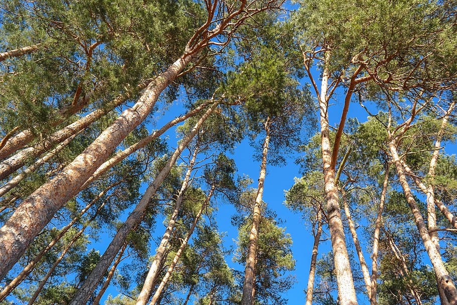 trees, pine, log, conifer, forest, nature, green, plant, low angle view HD wallpaper
