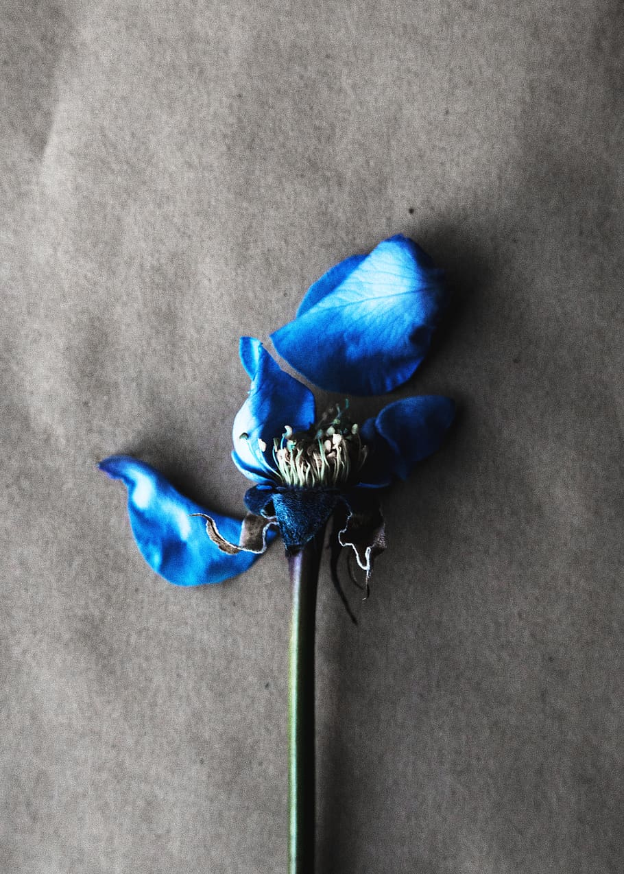 blue, close-up, fragility, flower, plant, no people, vulnerability HD wallpaper