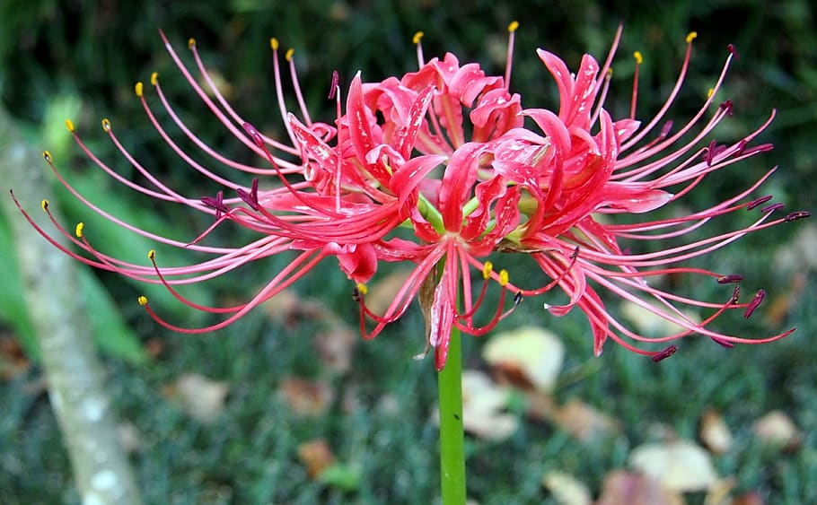 1284x2778px | free download | HD wallpaper: lily, red, flower, spider ...