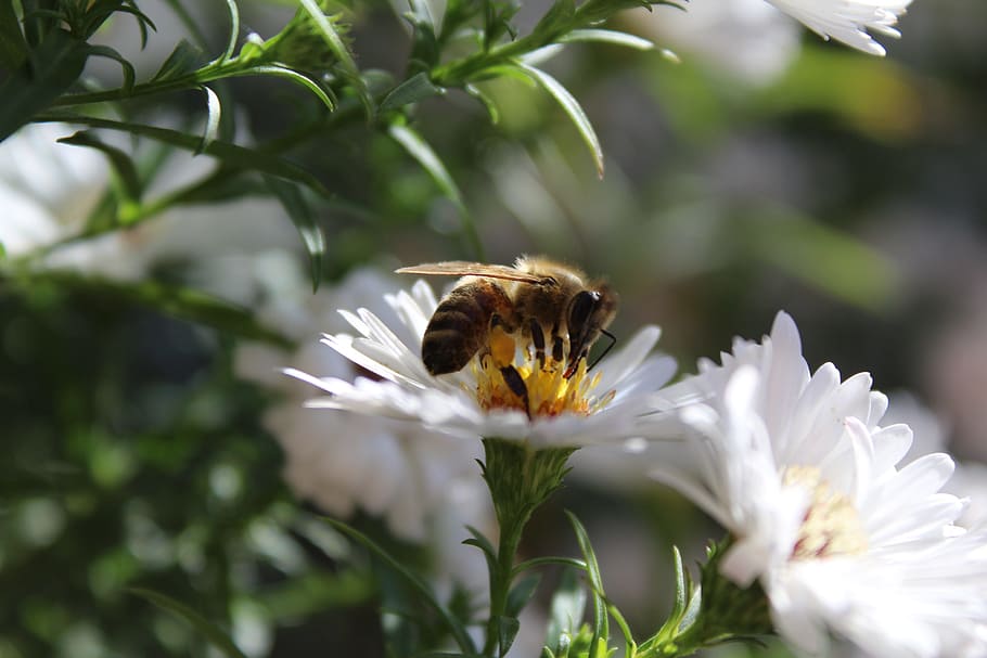 Close-up of Butterfly Pollinating on Flower, beautiful, bee, bloom HD wallpaper