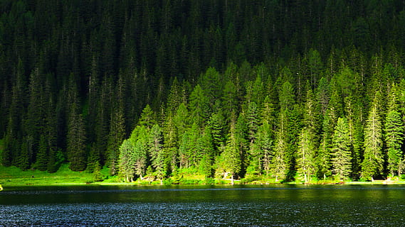 green trees near river, forest, conifer, flora, plant, italy HD wallpaper