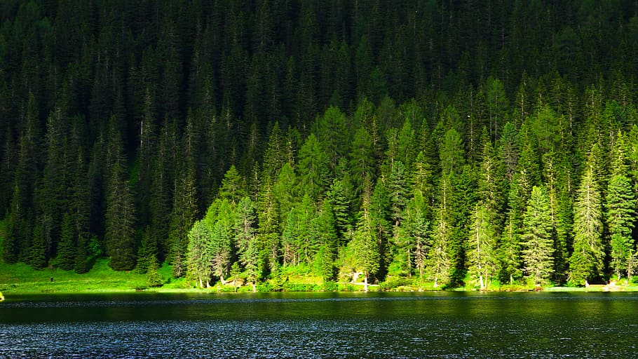 green trees near river, forest, conifer, flora, plant, italy HD wallpaper