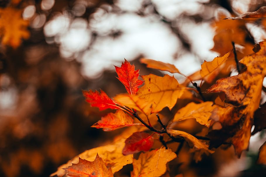 autumn tree, maple leaf, plant, flora, chatham, united kingdom HD wallpaper