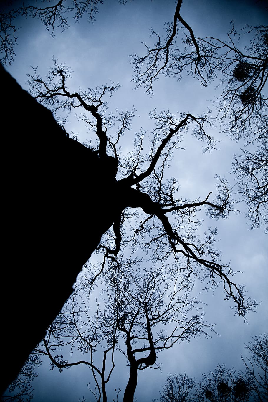 octopus, forest, tree, dark, silhouette, plant, branch, sky HD wallpaper