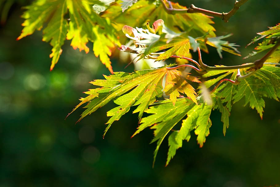 leaf, tree, nature, green, detail, macro, close up, background HD wallpaper