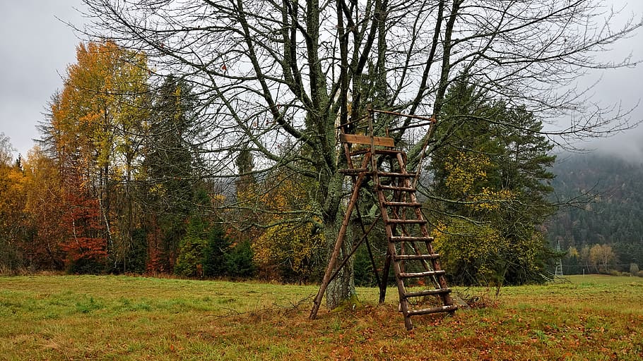 pulpit, hunting, chair, tron, monitoring, autumn, forest color HD wallpaper