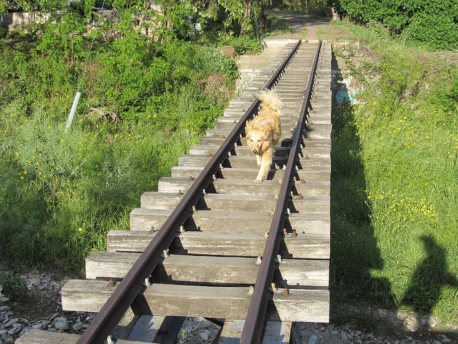 dog, plant, direction, tree, nature, the way forward, day, architecture HD wallpaper