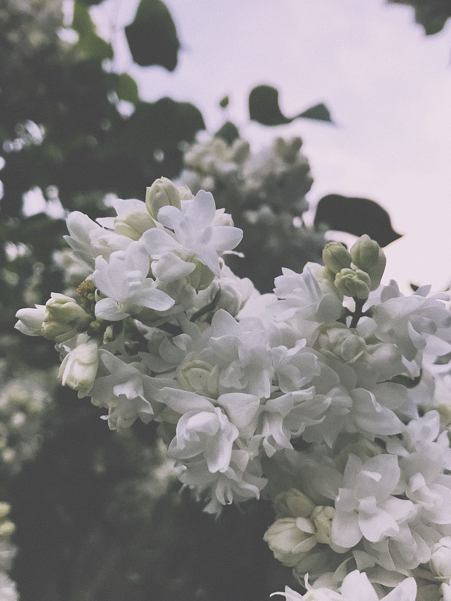 spring, tenderness, white flower, lilac, flowering plant, beauty in nature HD wallpaper