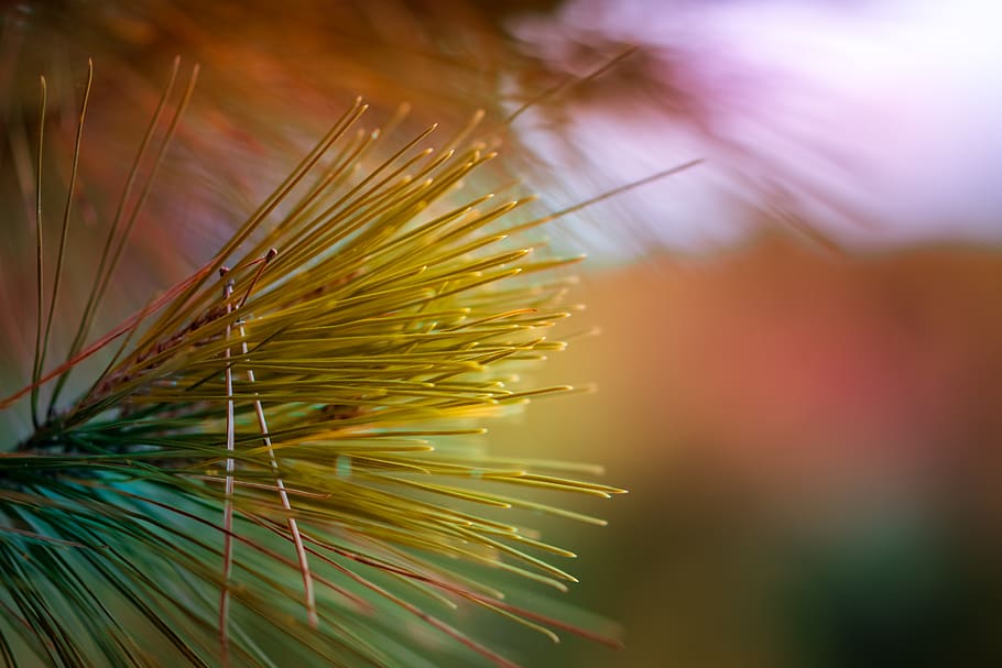 summer, sea, macro, beautiful, hd, color, beach, tree, plant HD wallpaper