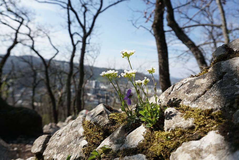 flower, spring, mountain, baden, swiss, tree, white, cityinbackground HD wallpaper