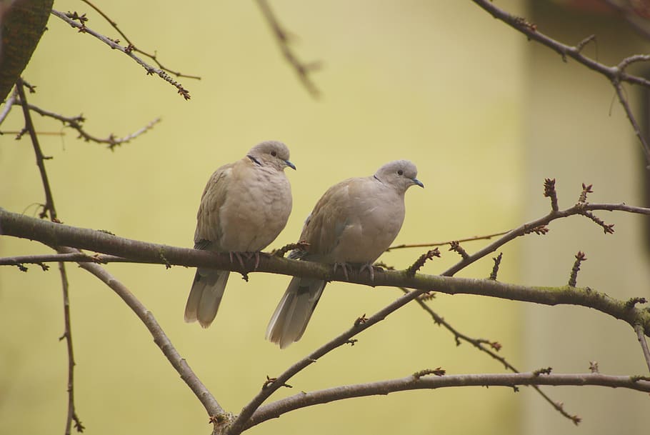 synogarlica, synogarlice, collared dove, sierpówki, bird, animals, HD wallpaper