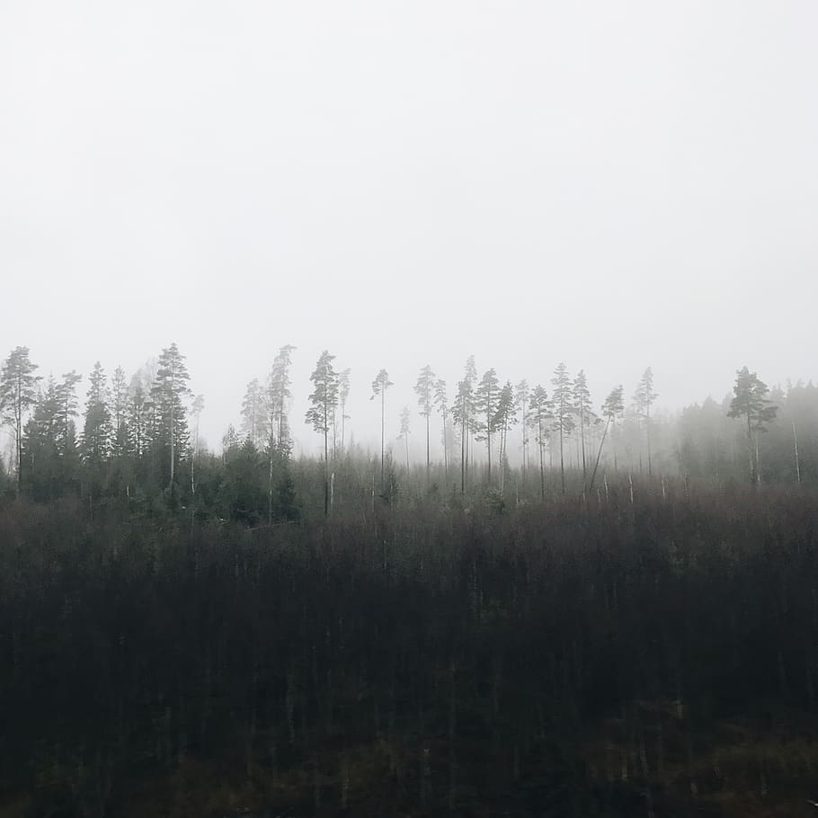 sweden, eneryda, plant, tree, tranquility, beauty in nature HD wallpaper