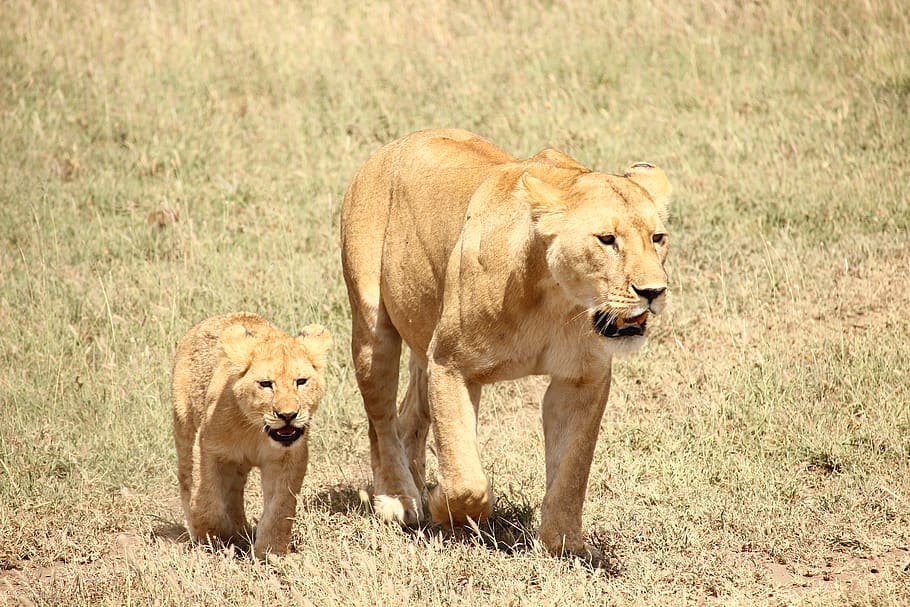 lions, cub, mammal, animal, animal themes, feline, cat, lion - feline HD wallpaper