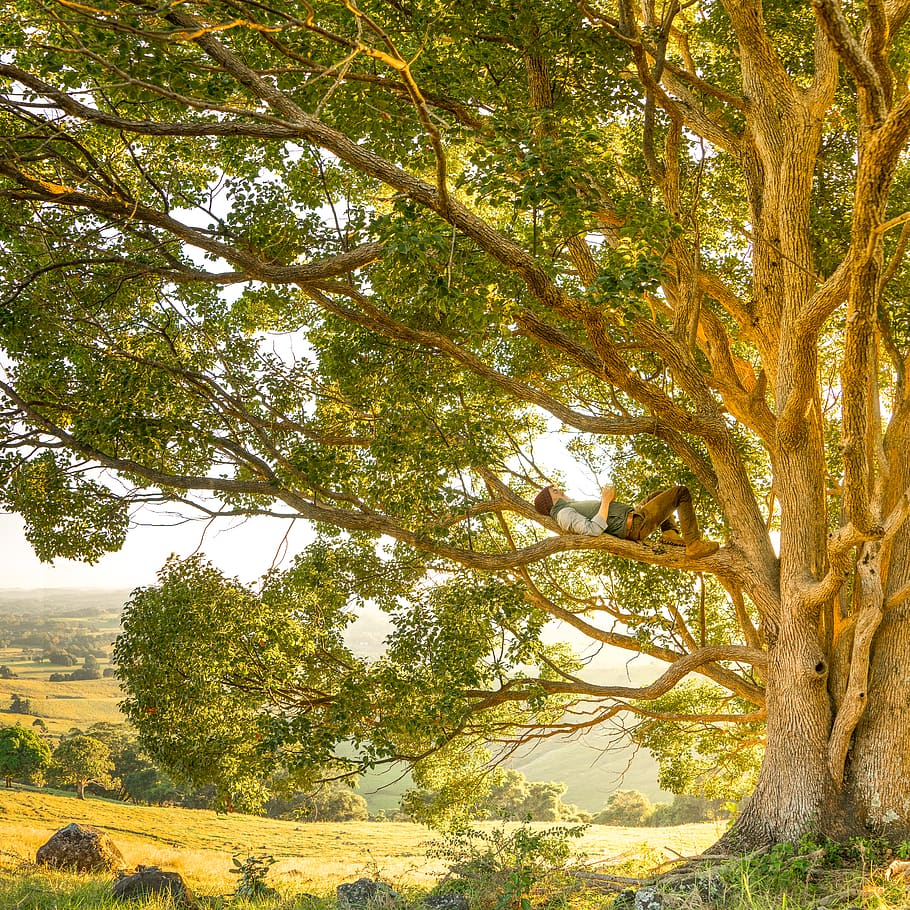 man laying on tree branch, plant, growth, beauty in nature, tranquility HD wallpaper