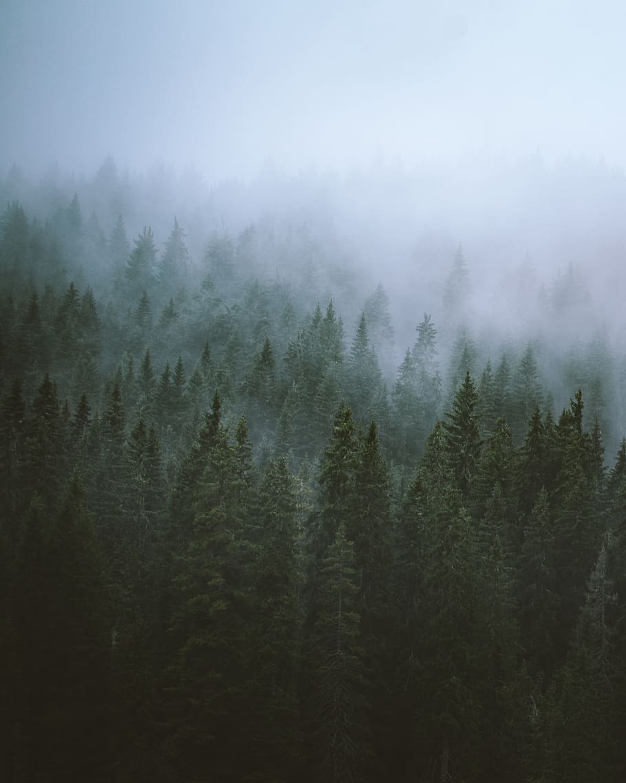 forest with fog, tree, plant, tranquil scene, scenics - nature HD wallpaper