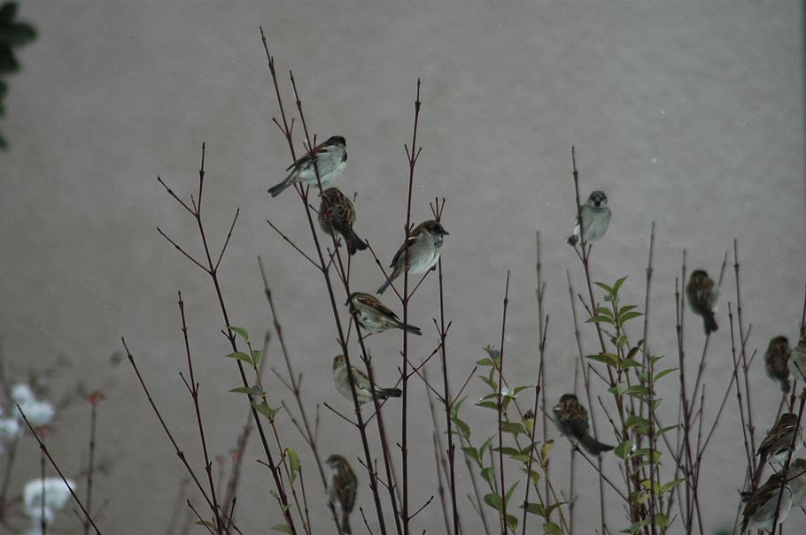 winter, snow, yard, birds, plant, growth, nature, no people, HD wallpaper