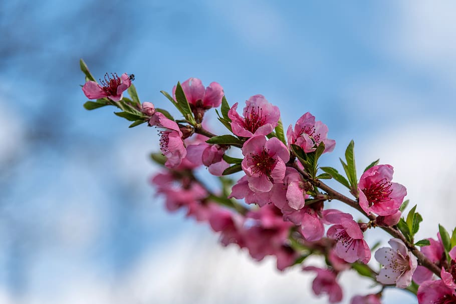 tree, pink, apricot, spring, flower, branch, colors, nature HD wallpaper