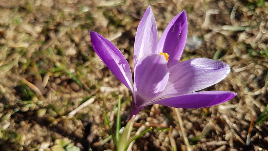 flower, violet, nature, bloom, flowering plant, freshness, vulnerability HD wallpaper