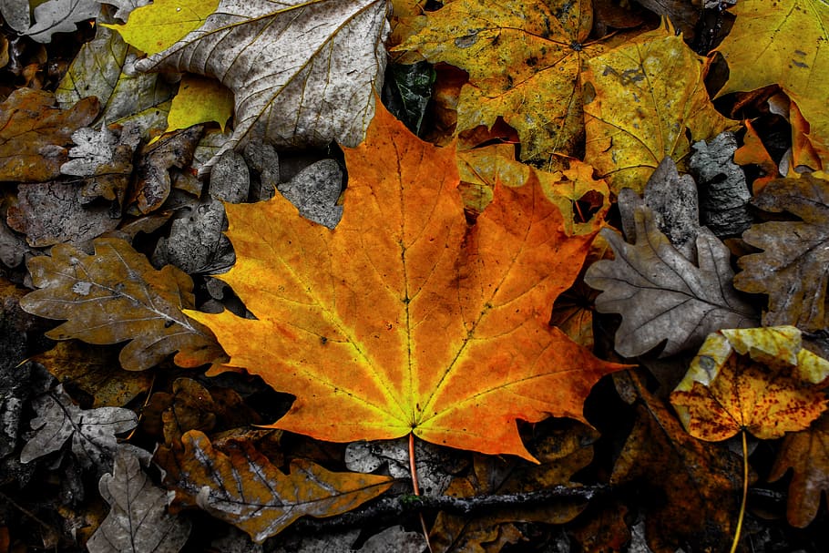 leaves, leaf, autumn, color, colorful, contrast, gloomy, fall season, HD wallpaper