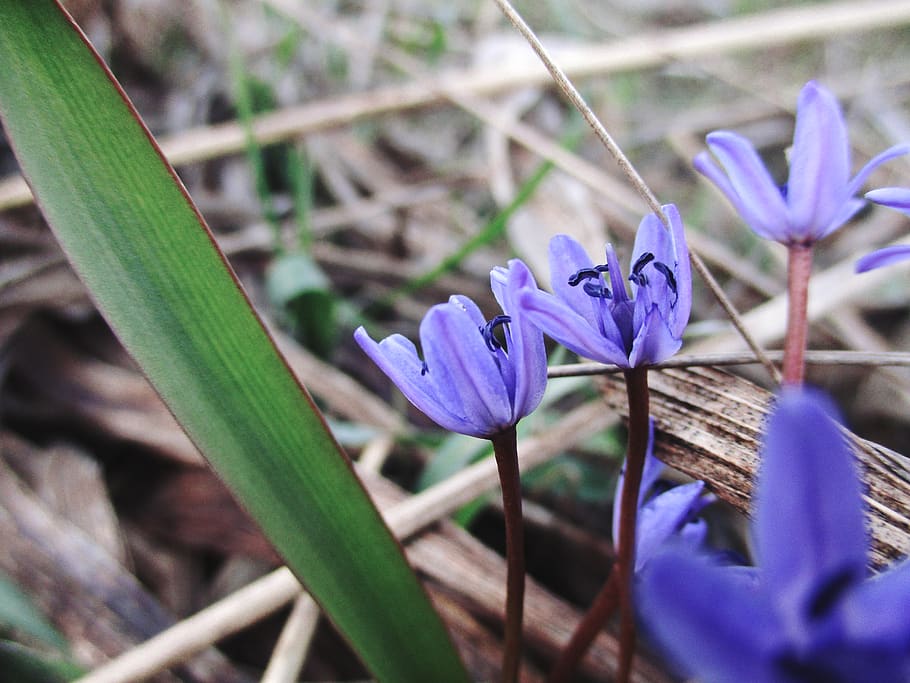 beautiful, violet, flowers, spring, nature, flowering plant HD wallpaper