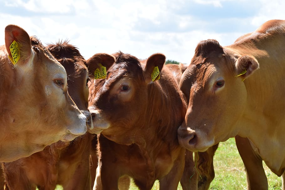 cow, cows, cattle, meadow, animal, beef, farm, grass, herkauwer HD wallpaper